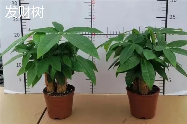 哪些耐阴的大型绿植适合放在客厅，苹果竹芋、琴叶榕、散尾葵等品种可供选择
