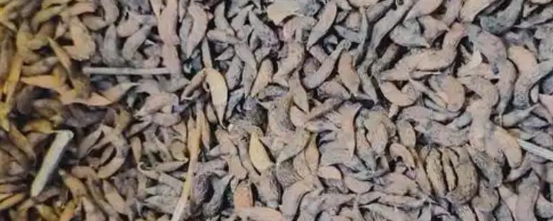 怎么鉴别种子的优劣，劣质种子会漂浮在水面上
