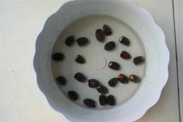 怎么鉴别种子的优劣，劣质种子会漂浮在水面上