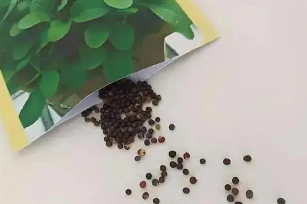 怎么鉴别种子的优劣，劣质种子会漂浮在水面上