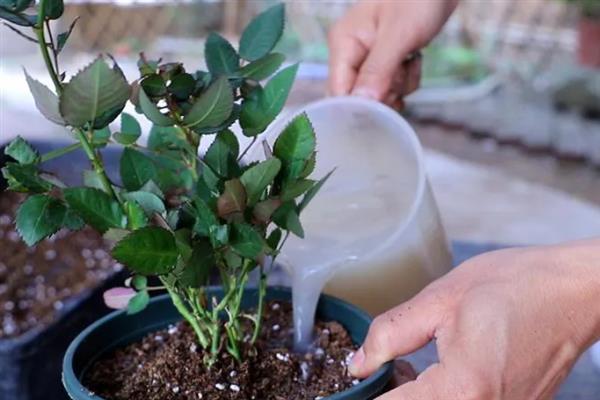 花生枯发酵做肥料的方法，装入发酵池中密封发酵一个月