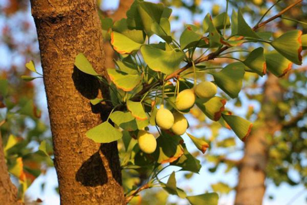 白果是不是银杏的果实，白果不是银杏的果实