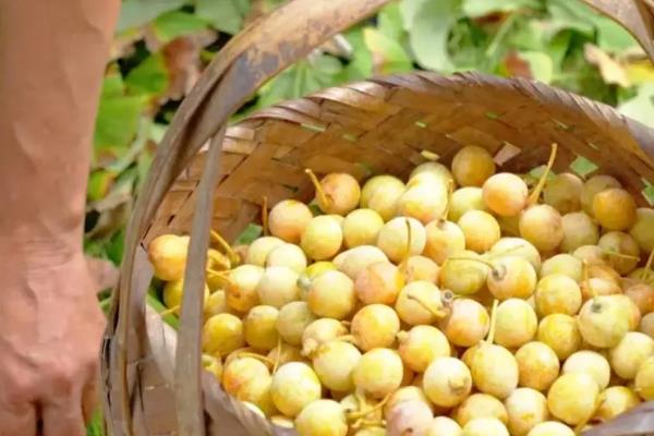 白果是不是银杏的果实，白果不是银杏的果实