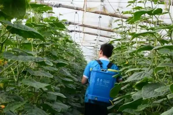 黄瓜的叶片上为什么出现白斑，可能是冷风直吹、温度不当、农药过量等因素导致