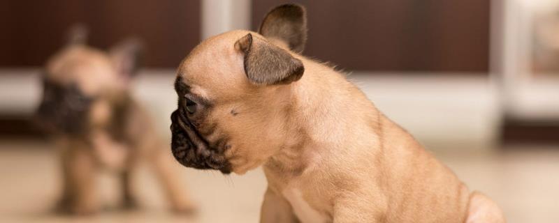 犬类风湿关节炎有什么症状，行走跛行、关节周围软组织肿胀