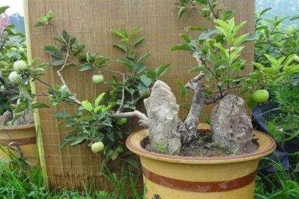 芦柑树有没有刺，本身有刺经过嫁接后会消失