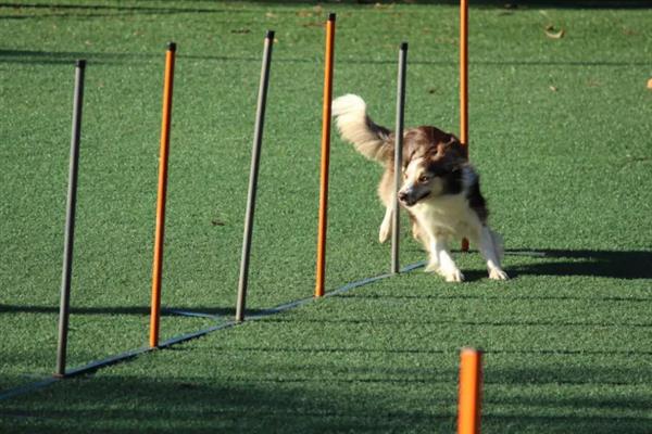 犬类风湿关节炎有什么症状，行走跛行、关节周围软组织肿胀
