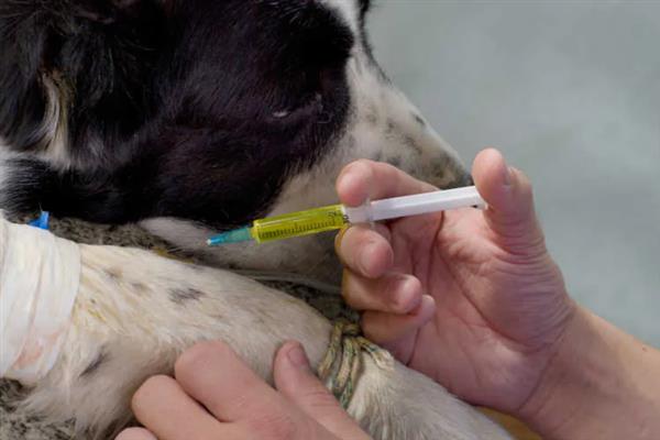 犬类风湿关节炎有什么症状，行走跛行、关节周围软组织肿胀