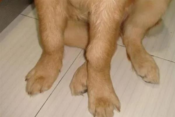 犬类风湿关节炎有什么症状，行走跛行、关节周围软组织肿胀