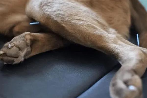 犬类风湿关节炎有什么症状，行走跛行、关节周围软组织肿胀