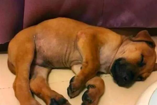 犬类风湿关节炎有什么症状，行走跛行、关节周围软组织肿胀