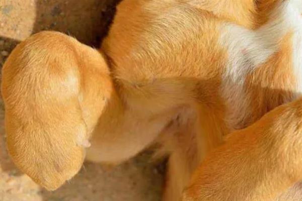 犬类风湿关节炎有什么症状，行走跛行、关节周围软组织肿胀