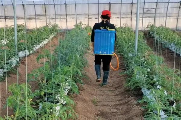番茄的简介，具有西红柿、洋柿子等叫法