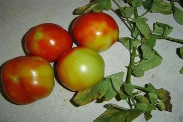 番茄的简介，具有西红柿、洋柿子等叫法