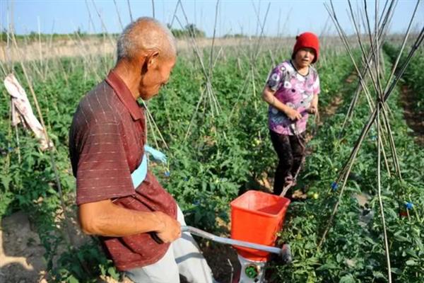 番茄的简介，具有西红柿、洋柿子等叫法