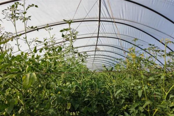 番茄的简介，具有西红柿、洋柿子等叫法