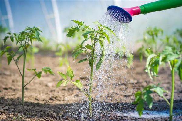 番茄的简介，具有西红柿、洋柿子等叫法