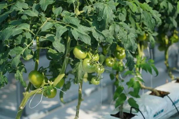 番茄的简介，具有西红柿、洋柿子等叫法