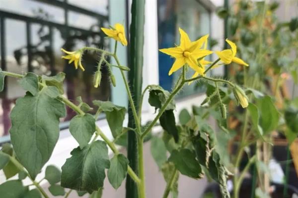 番茄的简介，具有西红柿、洋柿子等叫法
