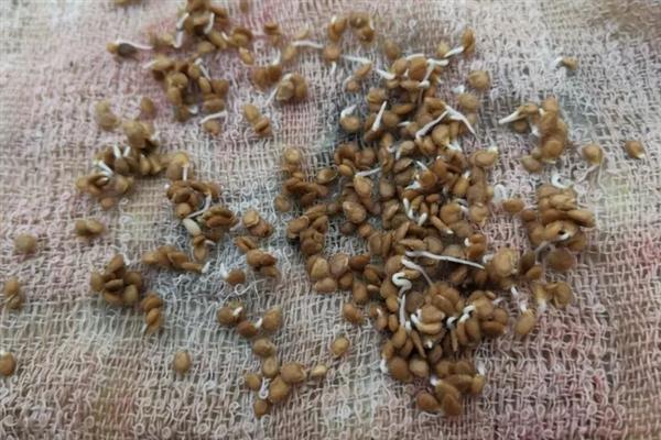 番茄的简介，具有西红柿、洋柿子等叫法