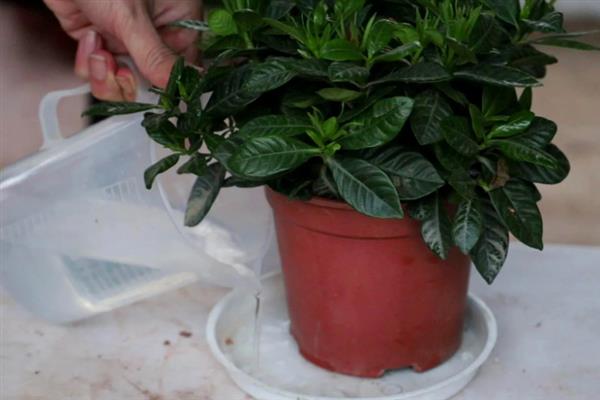 栀子花独杆培育方法，生长期每隔半个月追施一次肥料