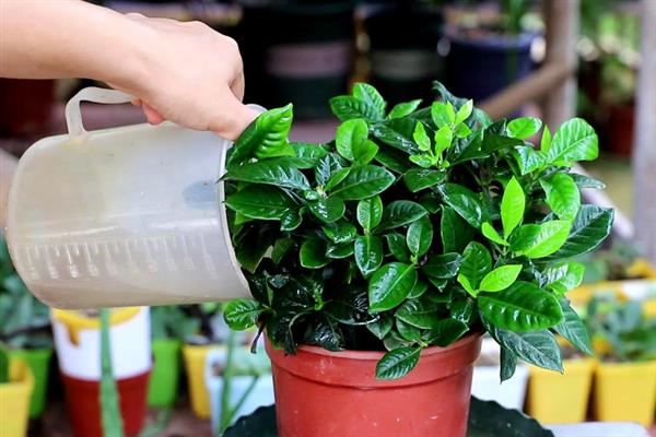 栀子花独杆培育方法，生长期每隔半个月追施一次肥料