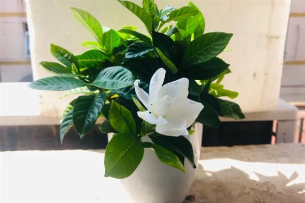 栀子花独杆培育方法，生长期每隔半个月追施一次肥料