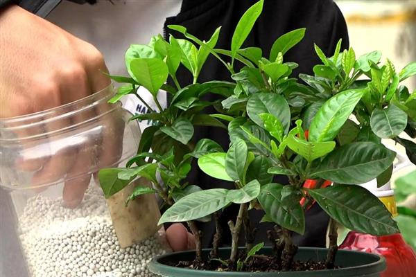 栀子花独杆培育方法，生长期每隔半个月追施一次肥料