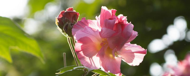 芙蓉花怎么养殖，生长期间主施磷肥