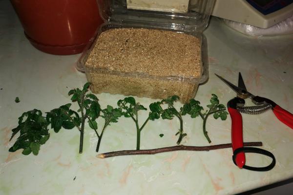 番茄的简介，具有西红柿、洋柿子等叫法