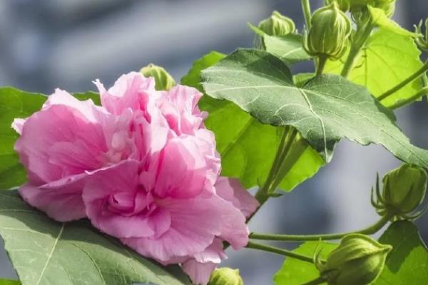 芙蓉花怎么养殖，生长期间主施磷肥