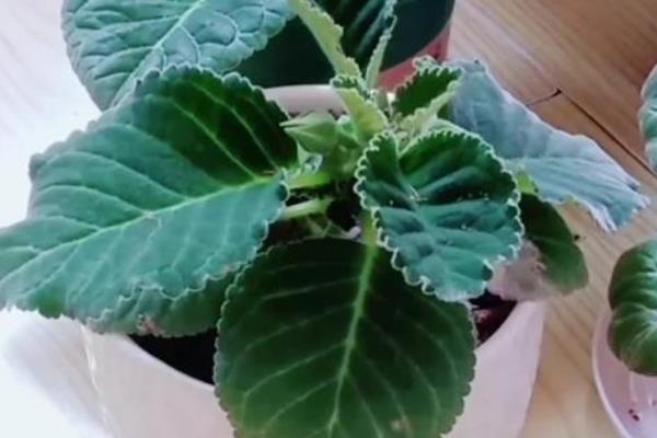 芙蓉花怎么养殖，生长期间主施磷肥