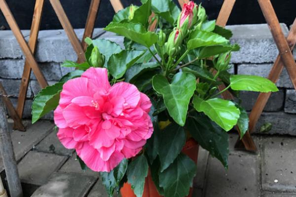芙蓉花怎么养殖，生长期间主施磷肥