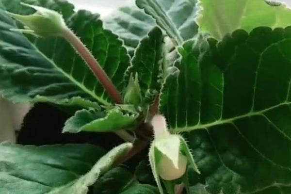 芙蓉花怎么养殖，生长期间主施磷肥