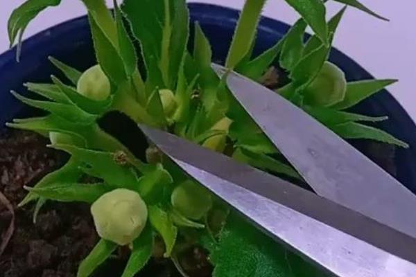 芙蓉花怎么养殖，生长期间主施磷肥