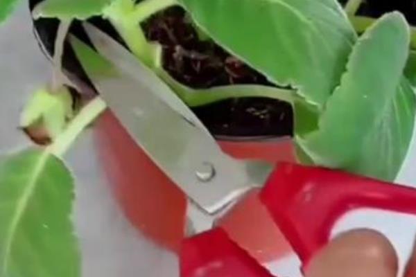 芙蓉花怎么养殖，生长期间主施磷肥