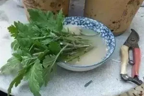 菊花的扦插方式，将枝条插入土壤中并浇水保湿