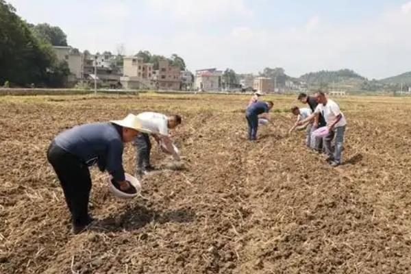 春油菜的高产栽培技术，需结合本地气候选择播种时间