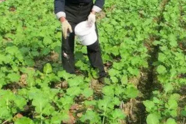 春油菜的高产栽培技术，需结合本地气候选择播种时间