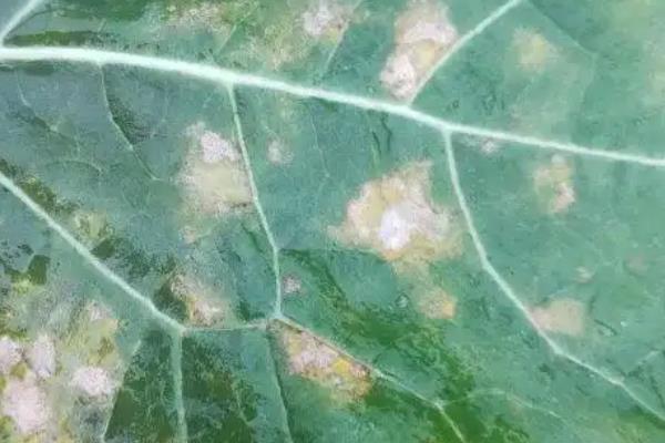 春油菜的高产栽培技术，需结合本地气候选择播种时间