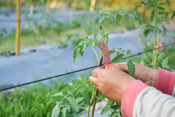 番茄的简介，具有西红柿、洋柿子等叫法