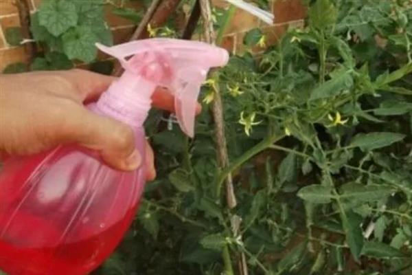 番茄的简介，具有西红柿、洋柿子等叫法