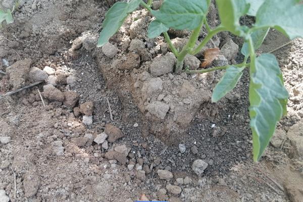 番茄的简介，具有西红柿、洋柿子等叫法