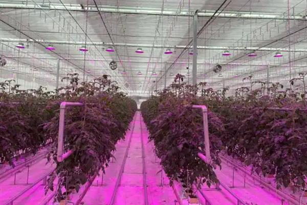 番茄的简介，具有西红柿、洋柿子等叫法