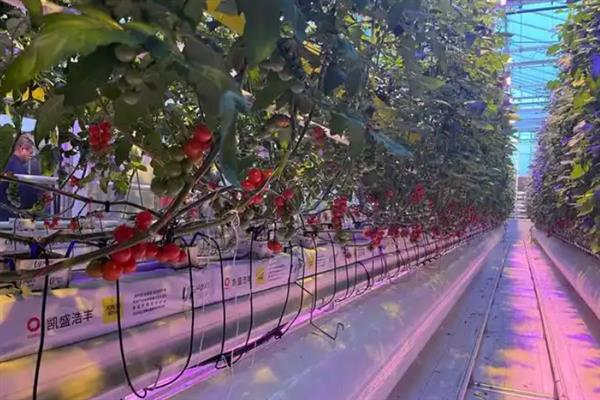 番茄的简介，具有西红柿、洋柿子等叫法