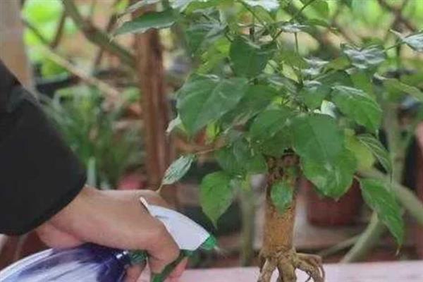 幸福树叶子发焉怎么办，温度过低时要养在室内或棚中