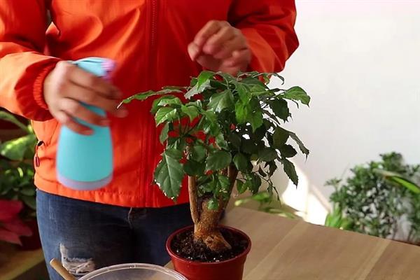 幸福树叶子发焉怎么办，温度过低时要养在室内或棚中