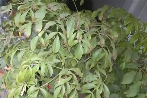 幸福树叶子发焉怎么办，温度过低时要养在室内或棚中