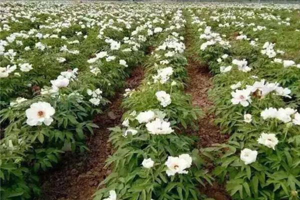 油牡丹属于芍药还是牡丹，属于牡丹的一个品种