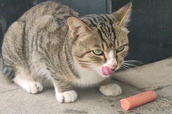 猫咪可以吃火腿肠吗，饲喂后会对身体产生不良影响